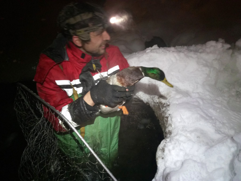 Сеть восхитила спецоперация по спасению утки в Киеве (фото)