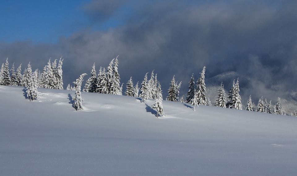 Не рубите елки: в сети показали невероятные фото лесных красавиц в Карпатах