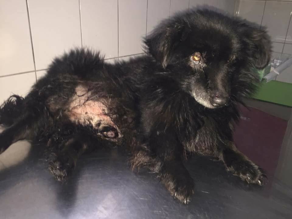 Под Киевом изверги бросили собаку умирать в снегу (фото)