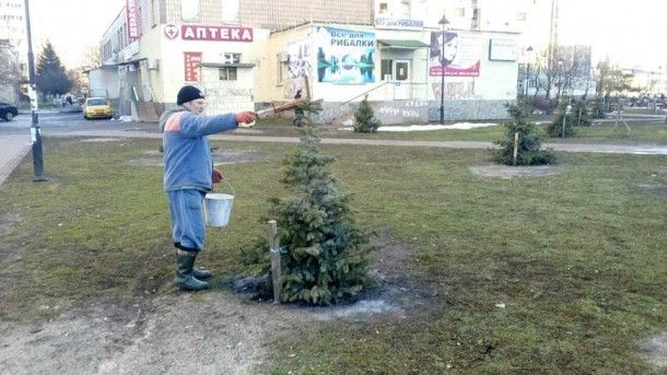 Определяйте по запаху: в Киеве вандалы воруют елки из парков и продают их на рынках (фото)