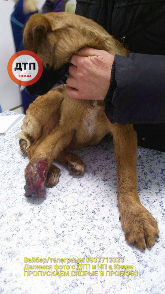 "Не осталось ни одного живого места": волонтеры просят помочь спасти собаку, пострадавшую от новогодних салютов