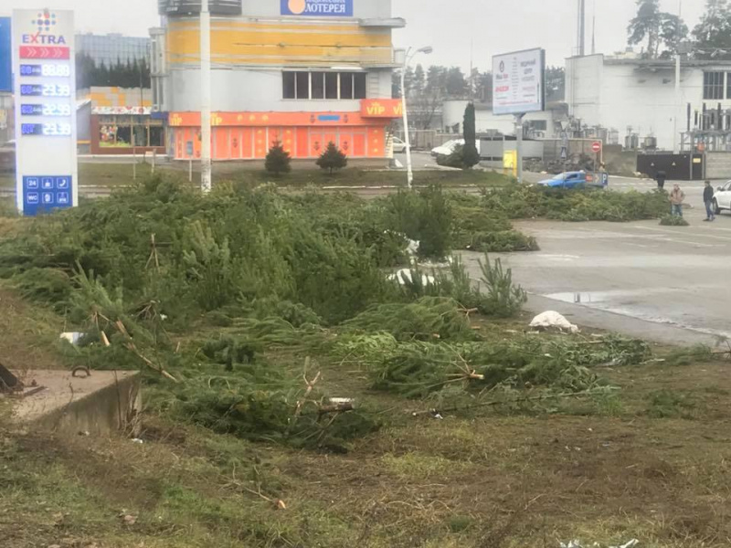 &quot;За такое нужно линчевать&quot;: в сети показали столичное &quot;кладбище&quot; елей и сосен
