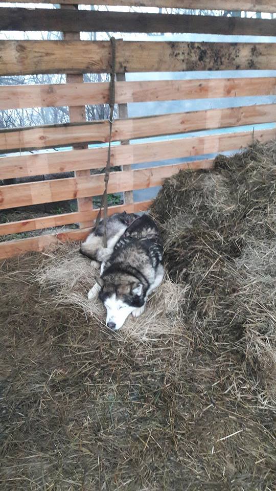 Тварини мерзнуть: в мережі обурені пересувним зоопарком в Києві