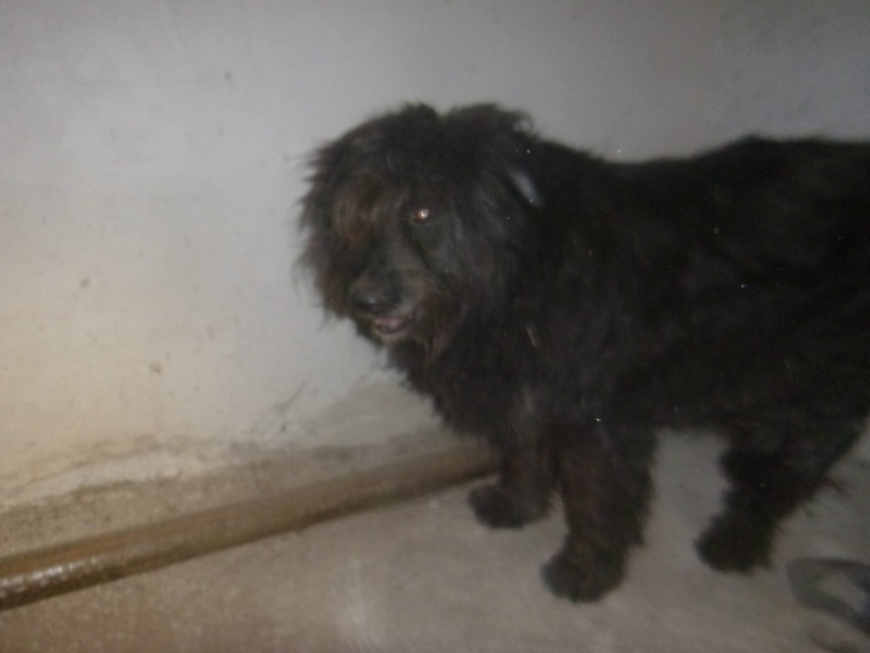 "К хвосту привязали петарду и подорвали": волонтеры просят помочь собаке, которая пострадала в новогоднюю ночь