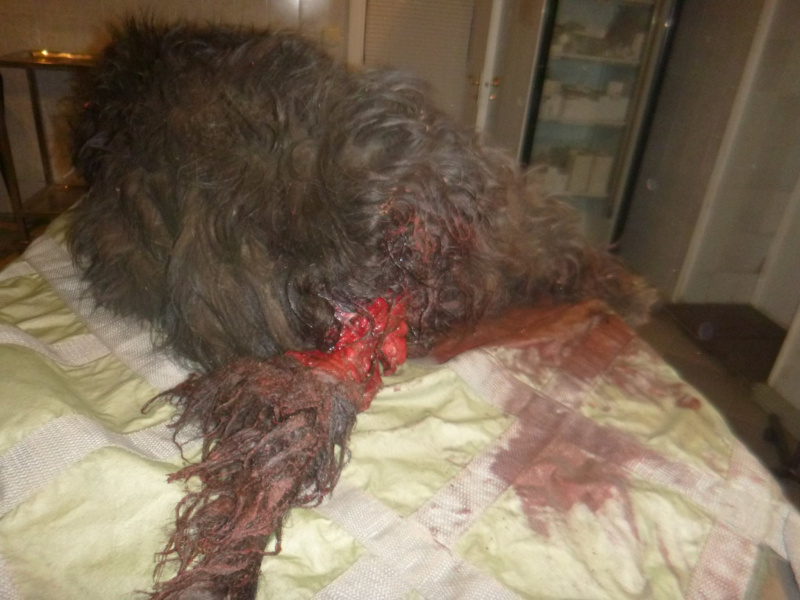 "К хвосту привязали петарду и подорвали": волонтеры просят помочь собаке, которая пострадала в новогоднюю ночь