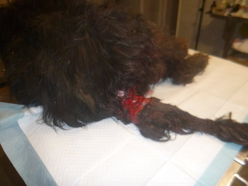 &quot;К хвосту привязали петарду и подорвали&quot;: волонтеры просят помочь собаке, которая пострадала в новогоднюю ночь