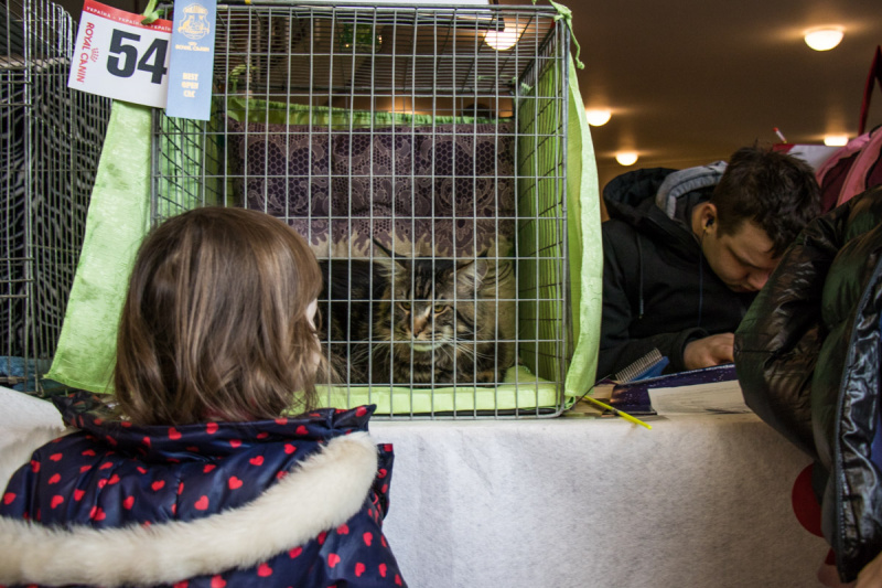 Пушистые экспонаты из разных стран: в Киеве проходит выставка кошек