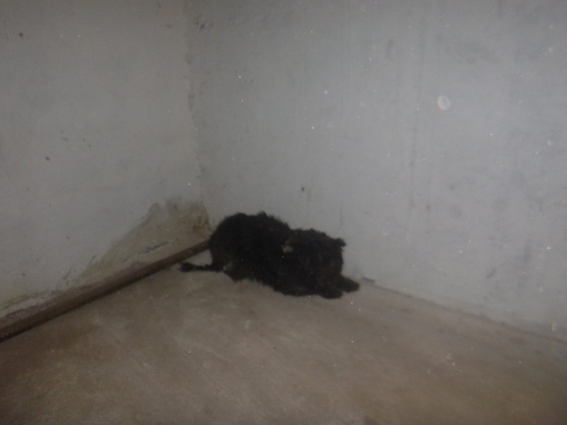 "К хвосту привязали петарду и подорвали": волонтеры просят помочь собаке, которая пострадала в новогоднюю ночь