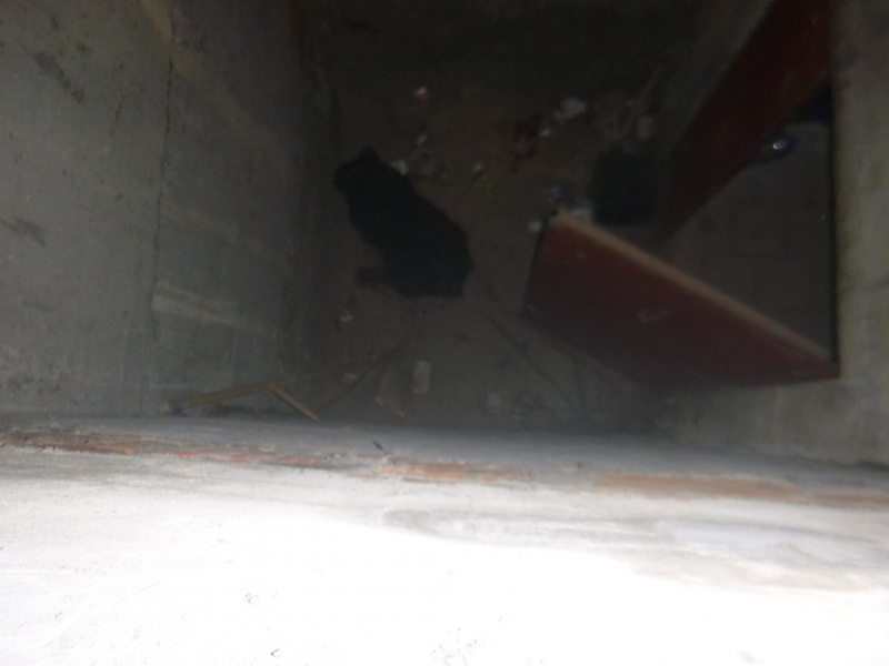 "К хвосту привязали петарду и подорвали": волонтеры просят помочь собаке, которая пострадала в новогоднюю ночь