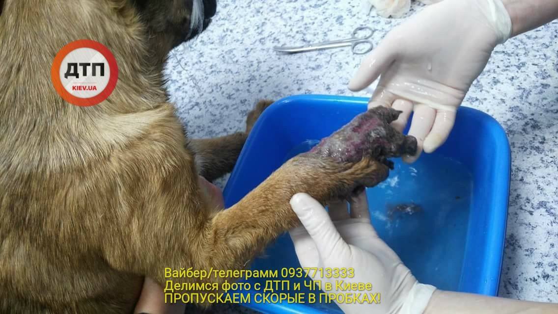 "Не осталось ни одного живого места": волонтеры просят помочь спасти собаку, пострадавшую от новогодних салютов