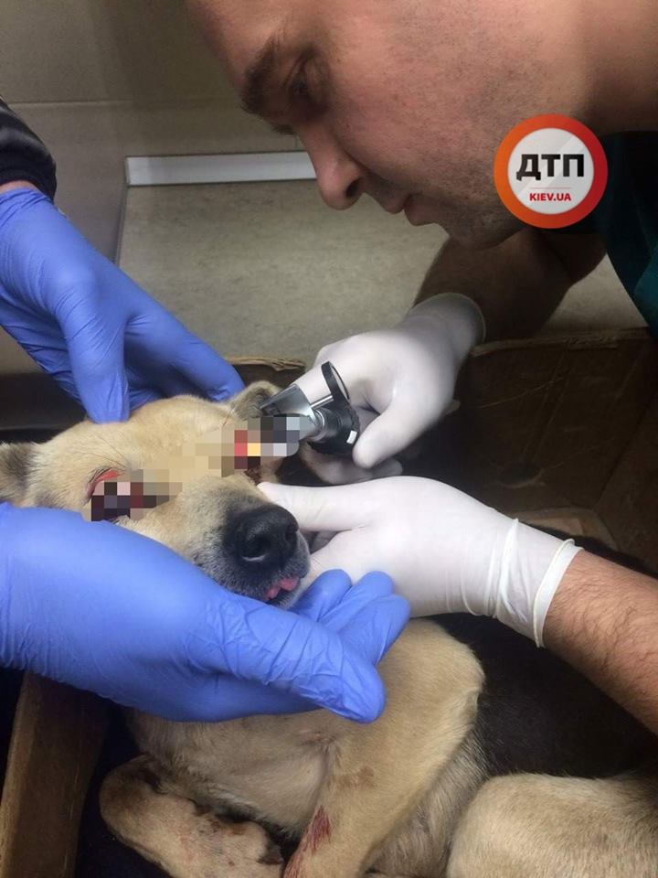 &quot;Світ залишиться чорним&quot;: у Києві рятують життя собаці, збитої на дорозі