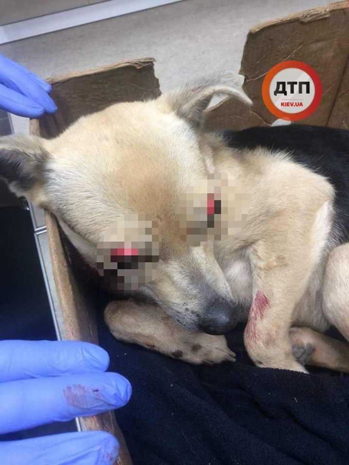 &quot;Світ залишиться чорним&quot;: у Києві рятують життя собаці, збитої на дорозі