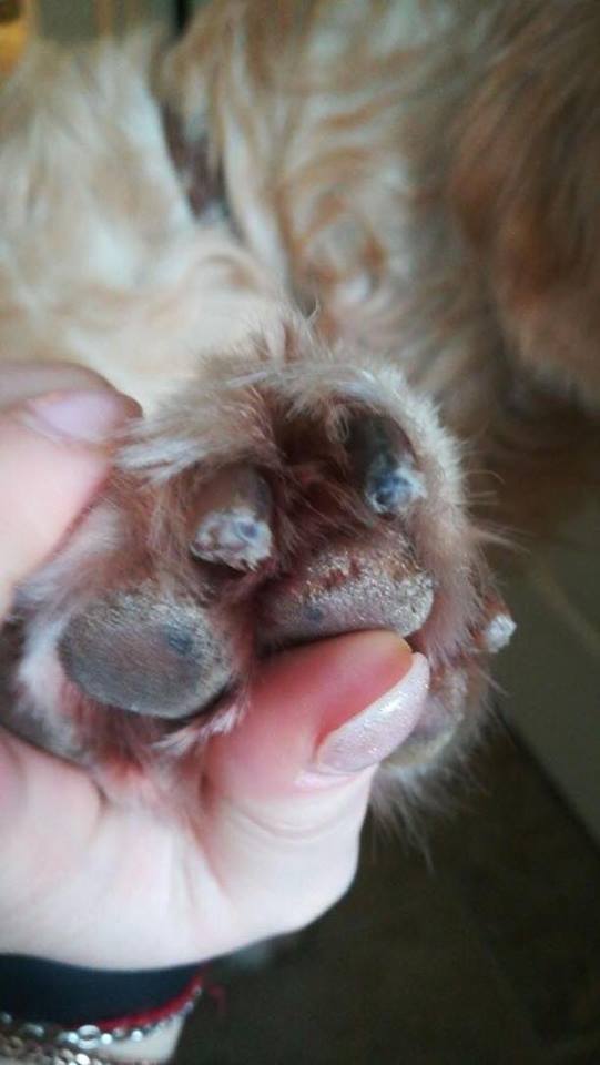 "У собак роз'їдає лапи": у Києві поскаржилися на "жорстку хімію", якою посипають засніжені вулиці