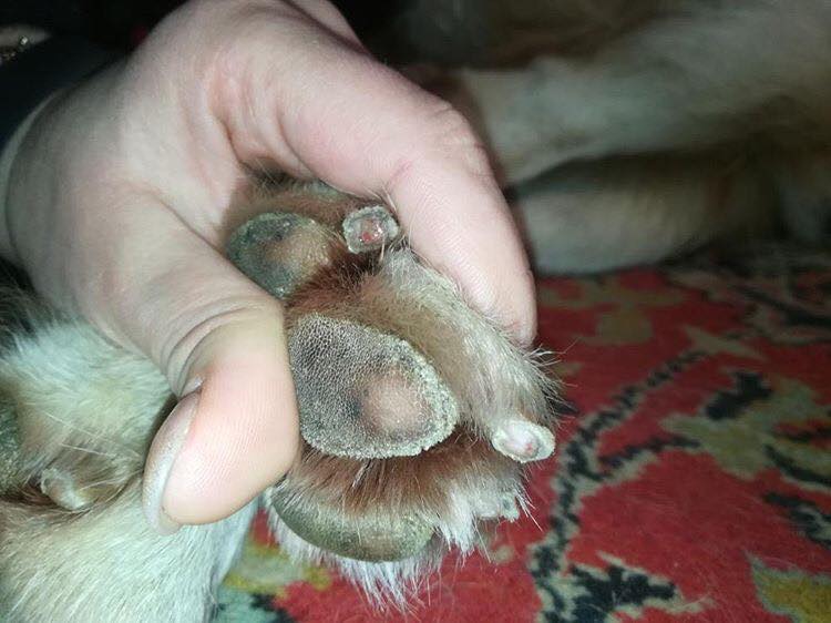 "У собак роз'їдає лапи": у Києві поскаржилися на "жорстку хімію", якою посипають засніжені вулиці