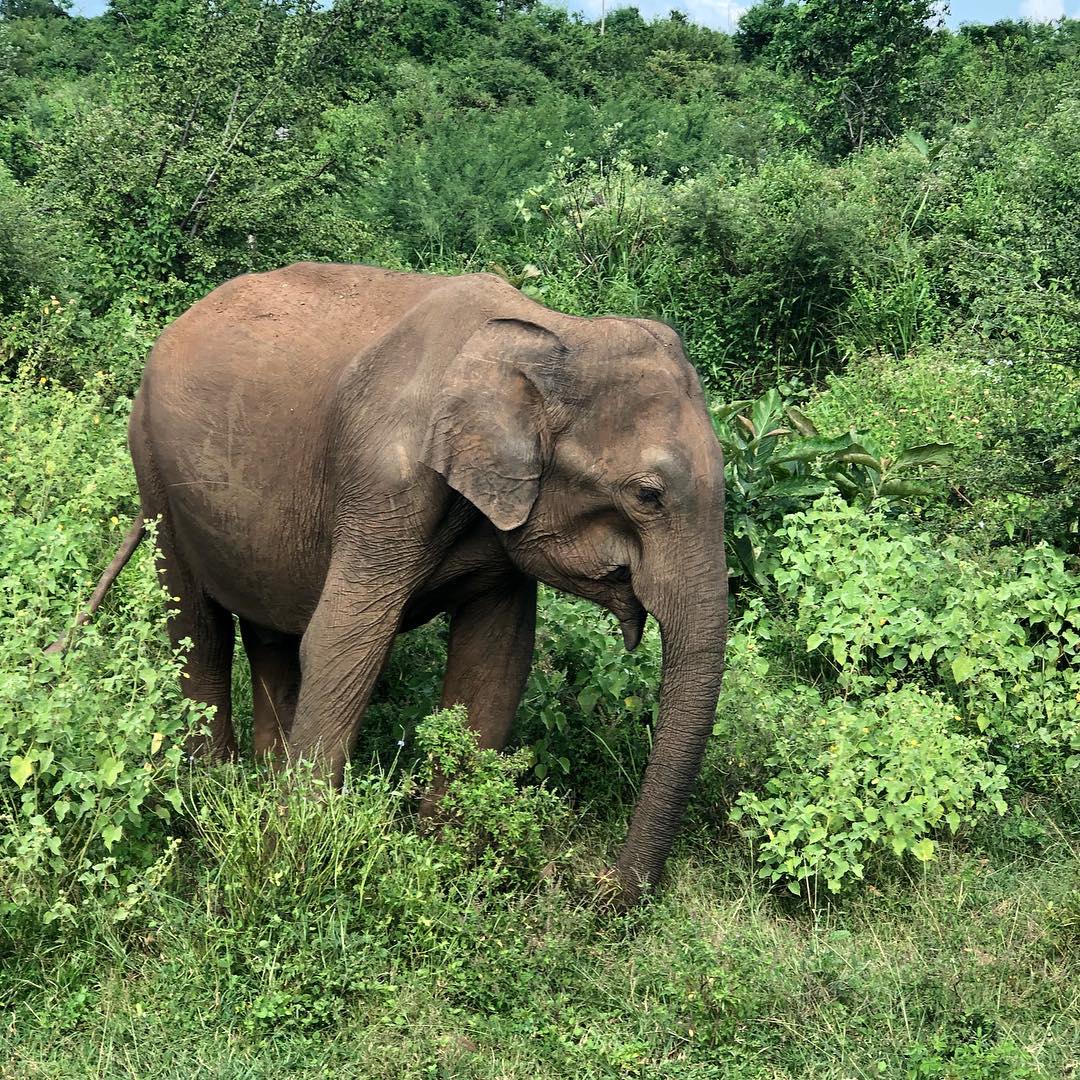 Дубай, Шрі-Ланка, Кенія: де і як провели зимові канікули українські зірки