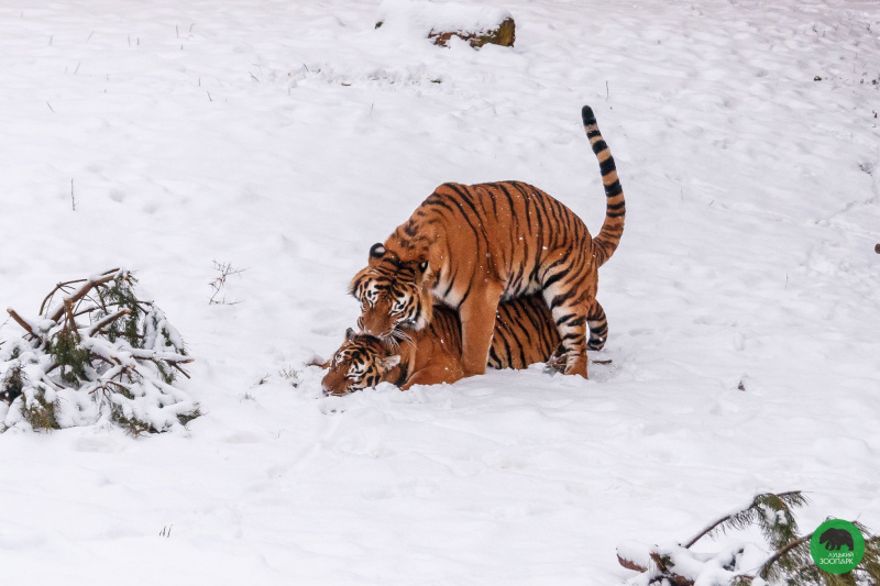 Котики і зима: тигри з Луцького зоопарку сходять з розуму у снігу (забавні фото)