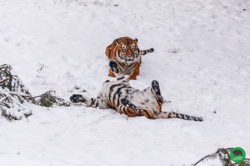 Котики і зима: тигри з Луцького зоопарку сходять з розуму у снігу (забавні фото)