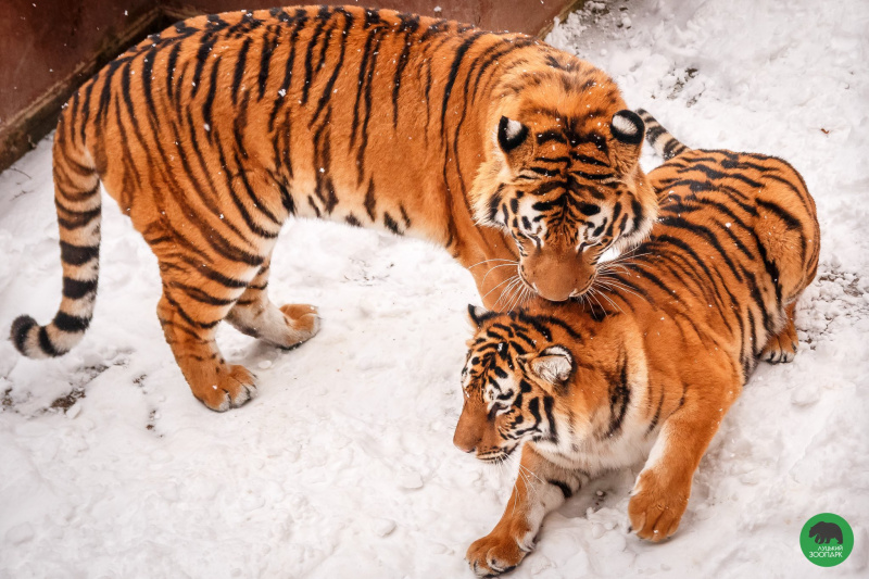 Котики і зима: тигри з Луцького зоопарку сходять з розуму у снігу (забавні фото)