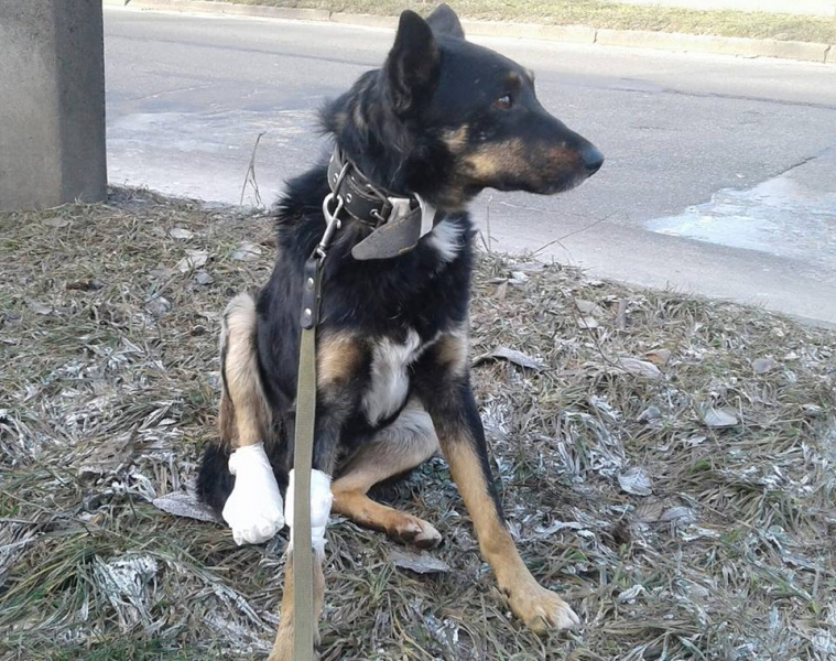 У Києві обіцяють грошову винагороду тому, хто допоможе відшукати пса Д'Артаньяна