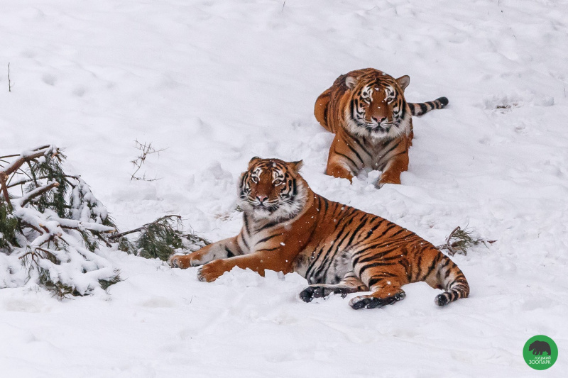Котики і зима: тигри з Луцького зоопарку сходять з розуму у снігу (забавні фото)