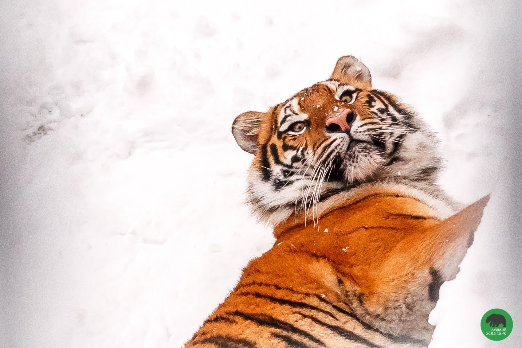 Котики і зима: тигри з Луцького зоопарку сходять з розуму у снігу (забавні фото)
