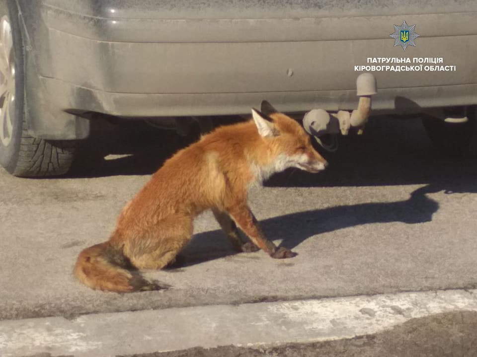 В Кропивницькому під колесами авто виявили поранену дику тварину