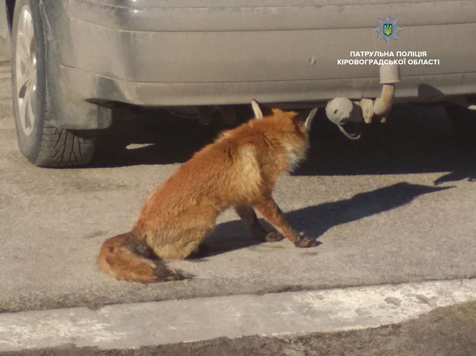 В Кропивницькому під колесами авто виявили поранену дику тварину