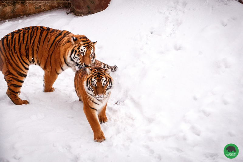 Котики і зима: тигри з Луцького зоопарку сходять з розуму у снігу (забавні фото)
