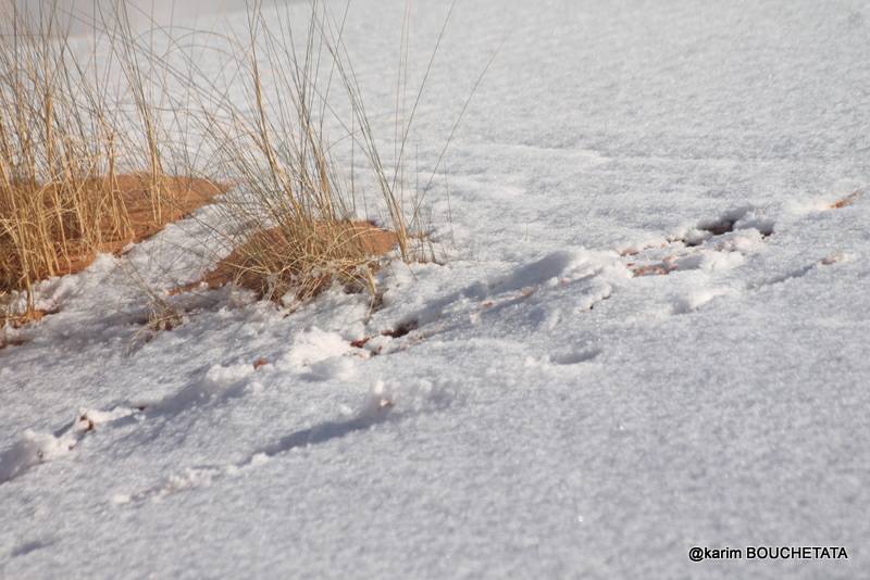 У пустелі Сахара знову снігопад (неймовірні фото)