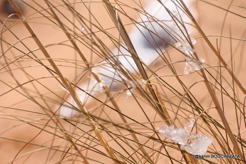 У пустелі Сахара знову снігопад (неймовірні фото)