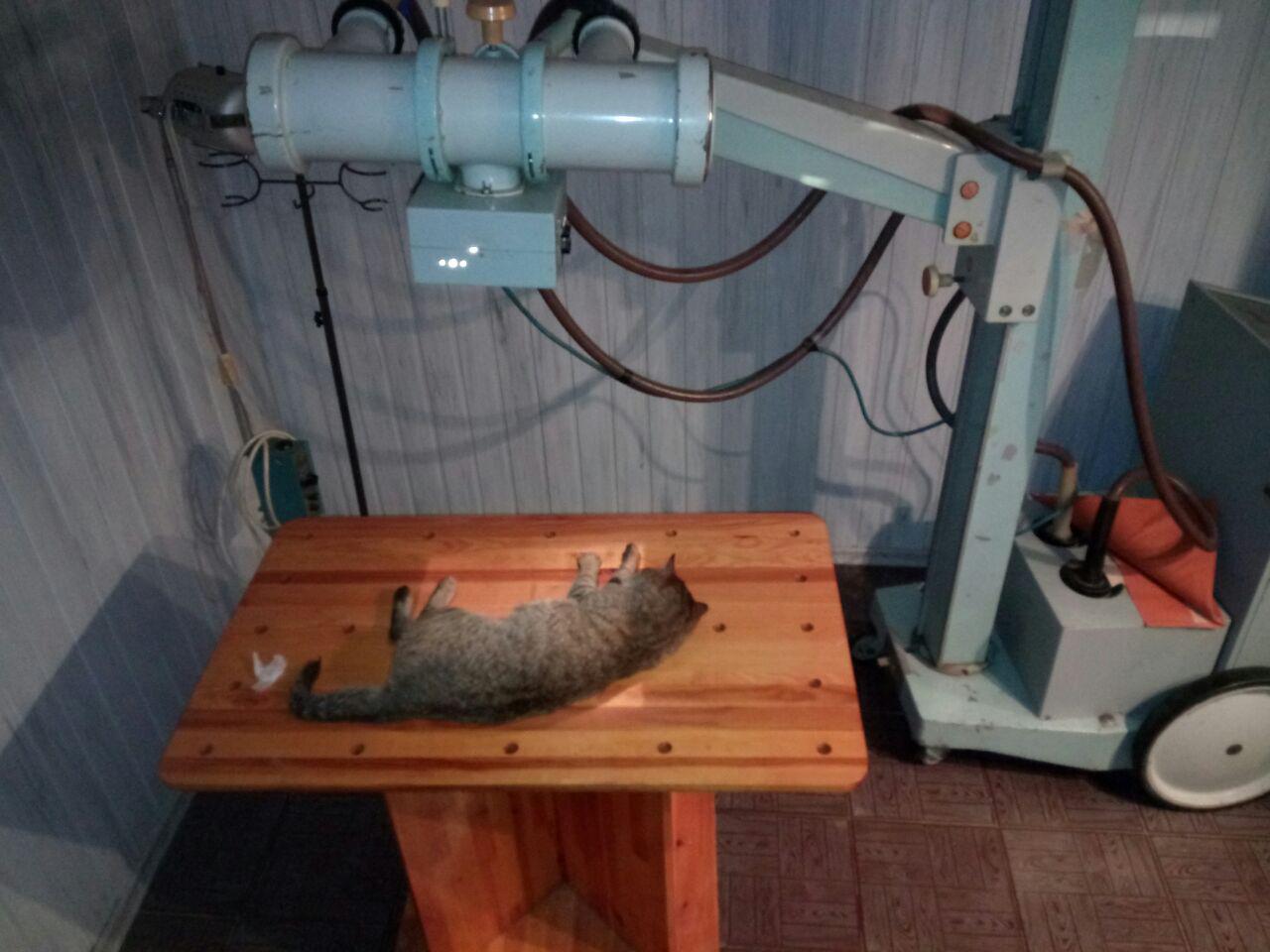 "Побольше бы таких людей!": в Киеве мужчина спас кота, которого сбило авто (фото)