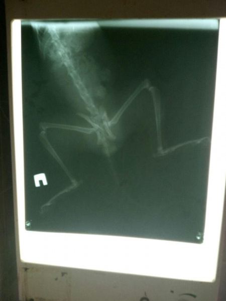 "Побольше бы таких людей!": в Киеве мужчина спас кота, которого сбило авто (фото)