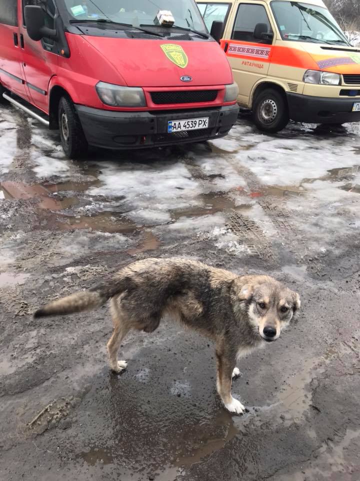 "Йому дуже боляче, але він продовжує шукати міни": історія пораненого собаки із зони АТО (фото)