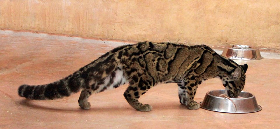 У зоопарку під Києвом з'явилася рідкісна тварина (фото)