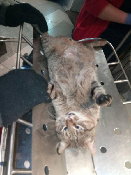 "Побольше бы таких людей!": в Киеве мужчина спас кота, которого сбило авто (фото)