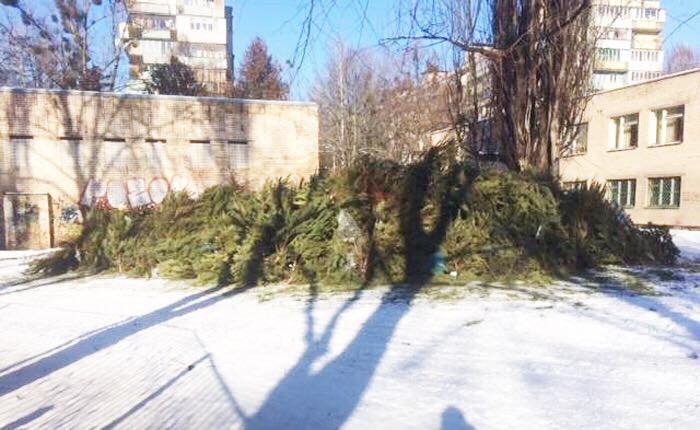 "Зелена справа": у Києві похвалилися утилізацією гори ялинок (фото)