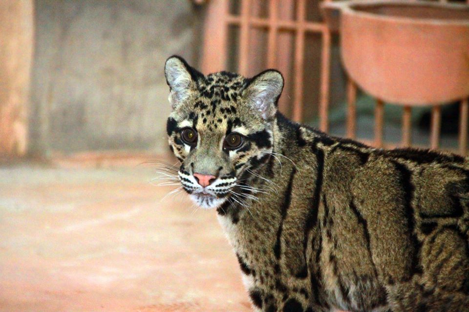 У зоопарку під Києвом з'явилася рідкісна тварина (фото)