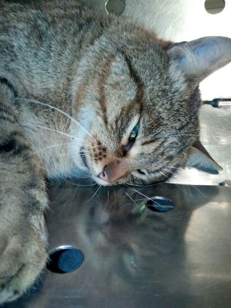 "Побольше бы таких людей!": в Киеве мужчина спас кота, которого сбило авто (фото)