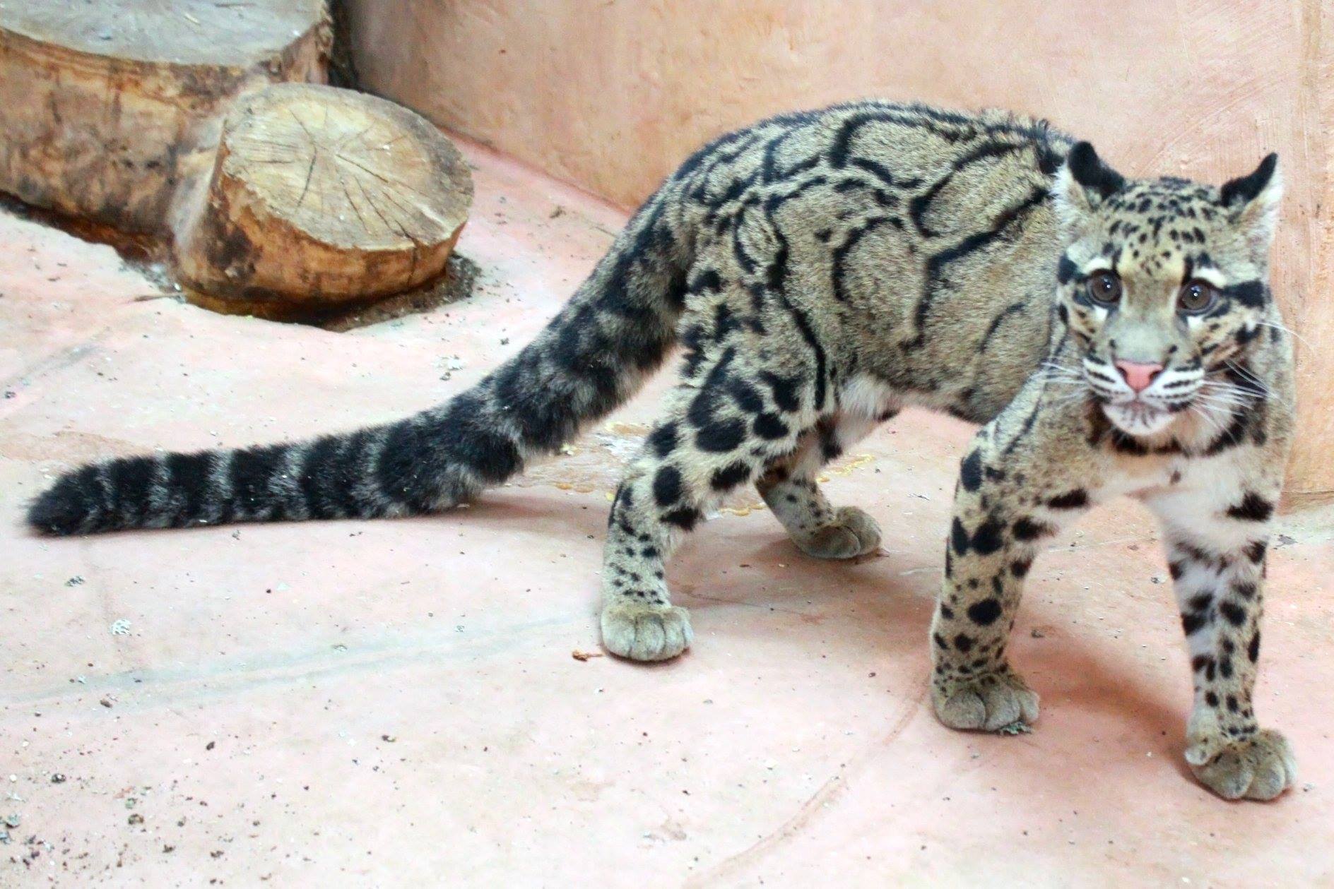 У зоопарку під Києвом з'явилася рідкісна тварина (фото)