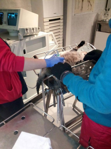 "Побольше бы таких людей!": в Киеве мужчина спас кота, которого сбило авто (фото)