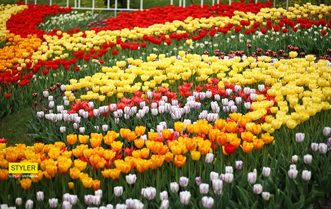 В Киеве открылась уникальная выставка тюльпанов "Вокруг света" (яркий фоторепортаж)