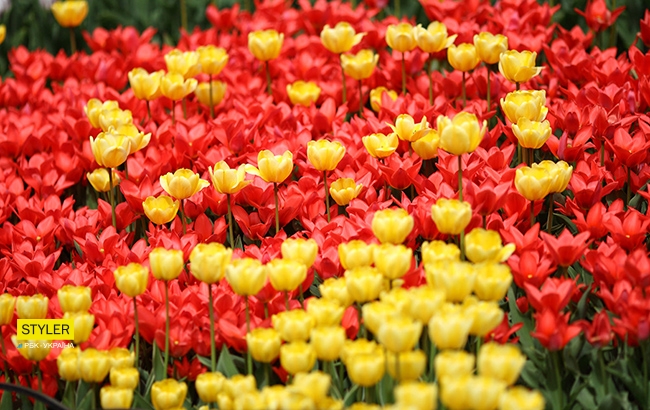 В Киеве открылась уникальная выставка тюльпанов "Вокруг света" (яркий фоторепортаж)