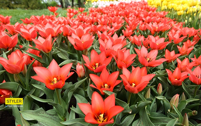 В Киеве открылась уникальная выставка тюльпанов "Вокруг света" (яркий фоторепортаж)