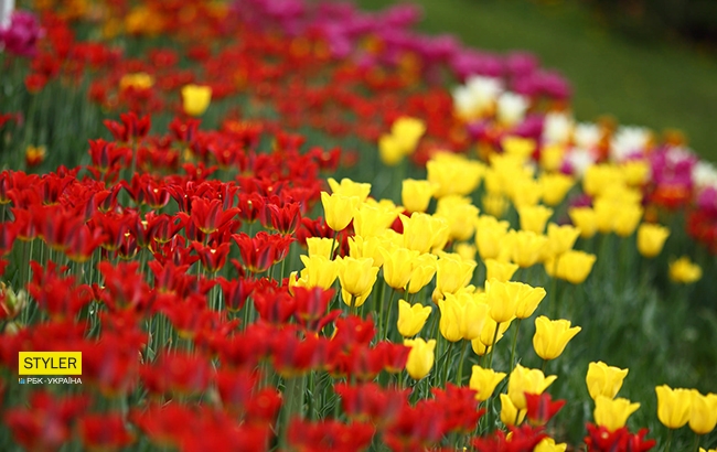 В Киеве открылась уникальная выставка тюльпанов "Вокруг света" (яркий фоторепортаж)