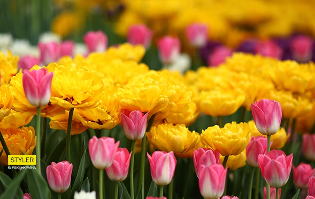 В Киеве открылась уникальная выставка тюльпанов "Вокруг света" (яркий фоторепортаж)