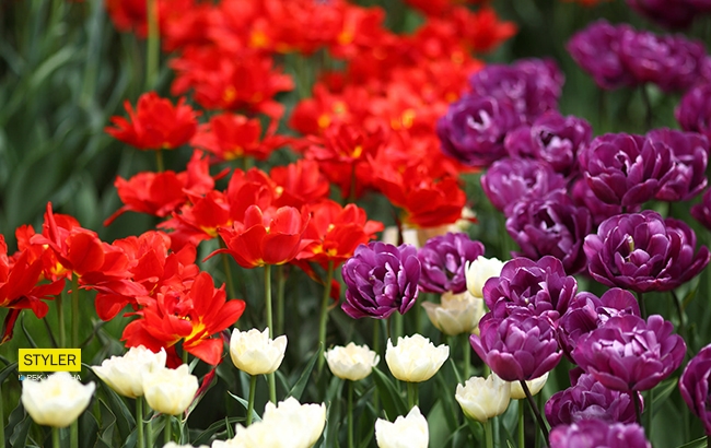 В Киеве открылась уникальная выставка тюльпанов "Вокруг света" (яркий фоторепортаж)