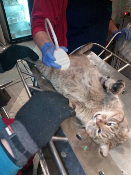 "Побольше бы таких людей!": в Киеве мужчина спас кота, которого сбило авто (фото)