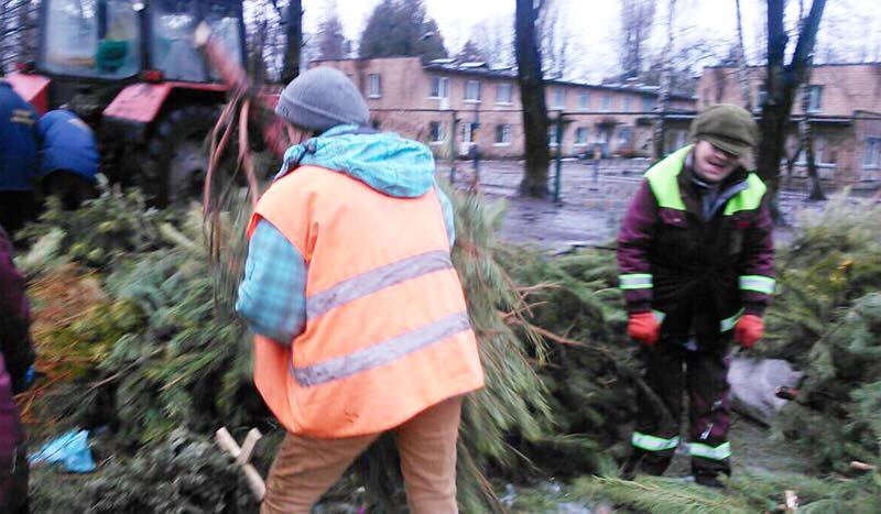 "Зелена справа": у Києві похвалилися утилізацією гори ялинок (фото)