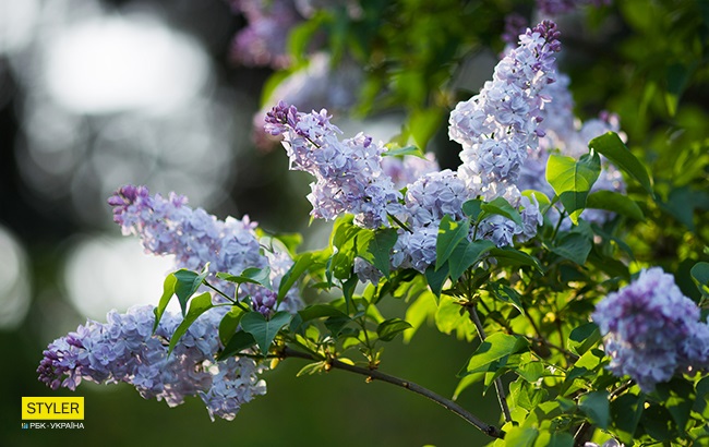 В Киеве зацвела сирень: яркий фоторепортаж из ботсада им. Гришко