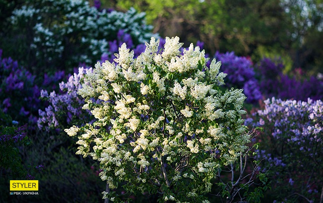 В Киеве зацвела сирень: яркий фоторепортаж из ботсада им. Гришко